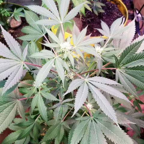 GMO x Purple Sweets growlog timeline photo