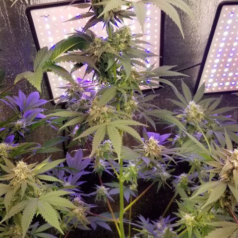 GMO x Purple Sweets growlog timeline photo
