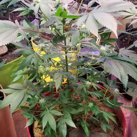 GMO x Purple Sweets growlog timeline photo