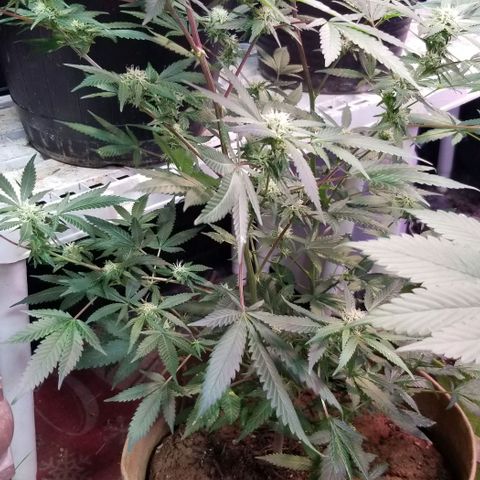Jr Mints x MAC1 growlog timeline photo