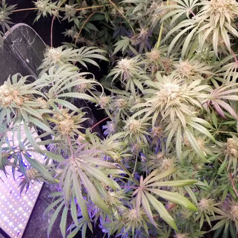 Pineapple Express  growlog timeline photo