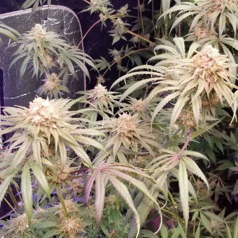 Pineapple Express  growlog timeline photo