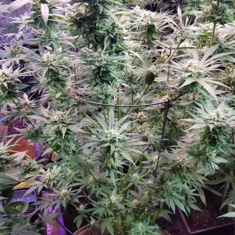 Pineapple Express  growlog timeline photo