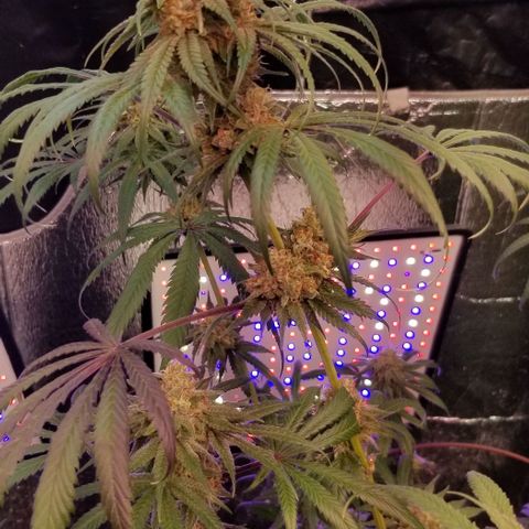 Pineapple Express  growlog timeline photo