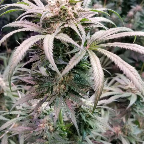 Pineapple Express  growlog timeline photo