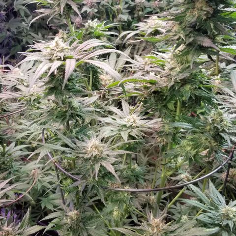Pineapple Express  growlog timeline photo
