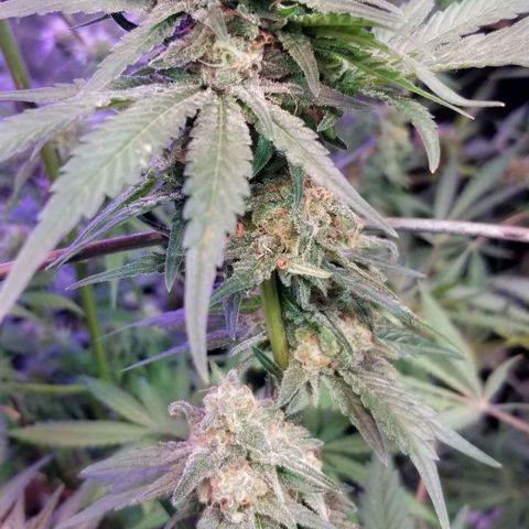Pineapple Express  growlog photo: Chunk