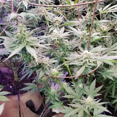 Pineapple Express  growlog photo: Chunk