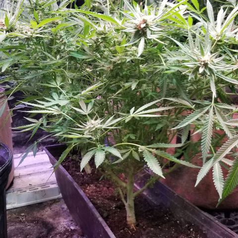 Jr Mints x MAC1 growlog timeline photo