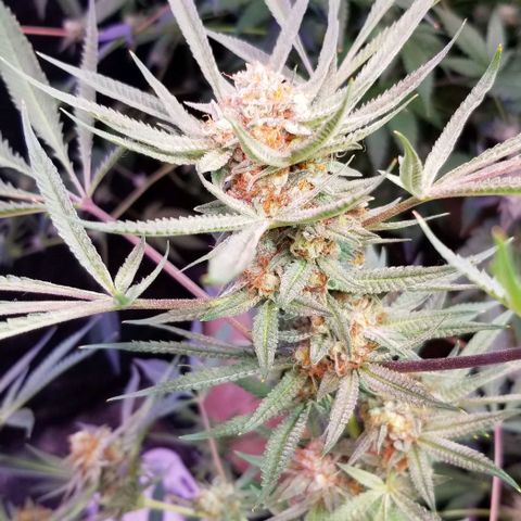 Jr Mints x MAC1 growlog timeline photo