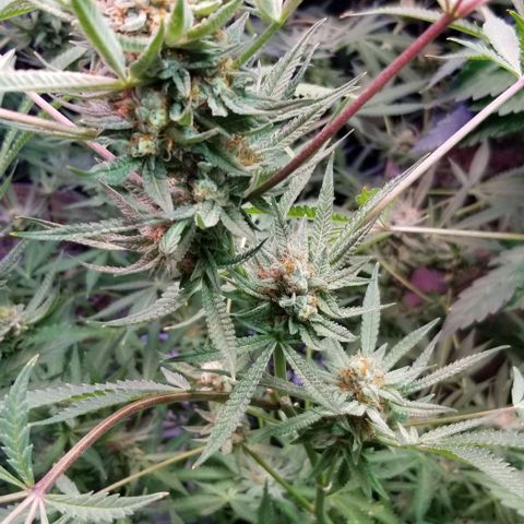 Jr Mints x MAC1 growlog timeline photo