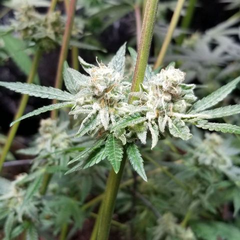 BBC x MAC1 growlog timeline photo