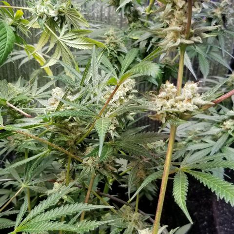BBC x MAC1 growlog timeline photo