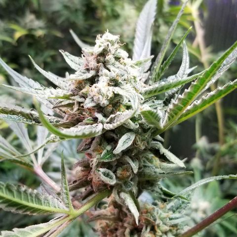 BBC x MAC1 growlog timeline photo