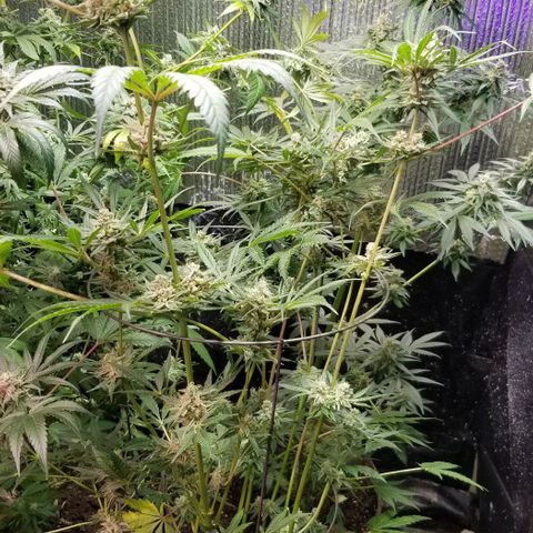 BBC x MAC1 growlog photo: Jr Mint bbc