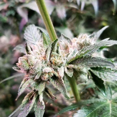 Apex growlog timeline photo