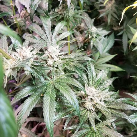 Apex growlog timeline photo