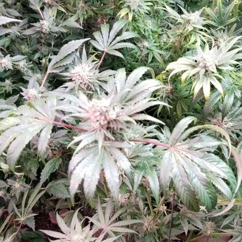 Apex growlog timeline photo