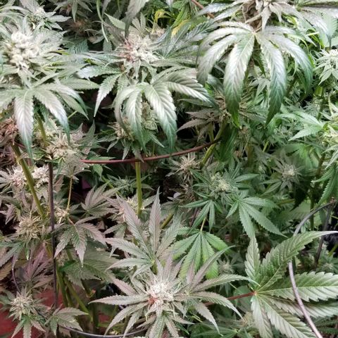 Apex growlog timeline photo
