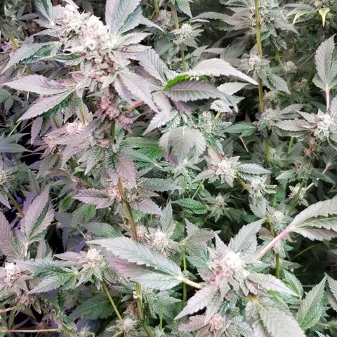 Dosidos Fortune Cookies growlog timeline photo