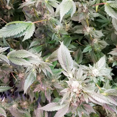 Dosidos Fortune Cookies growlog timeline photo