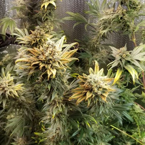 Sour Diesel growlog timeline photo