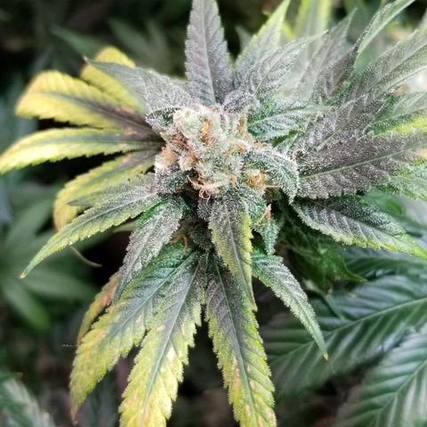 Sour Diesel growlog timeline photo