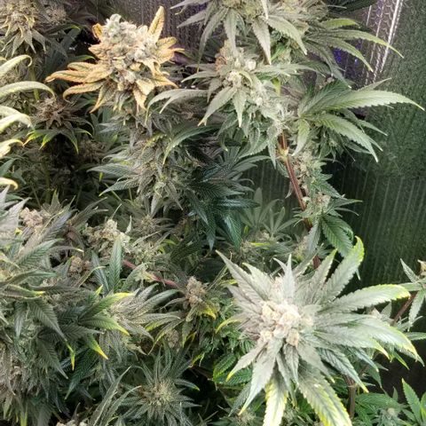 Sour Diesel growlog timeline photo