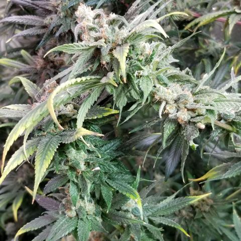 Sour Diesel growlog timeline photo