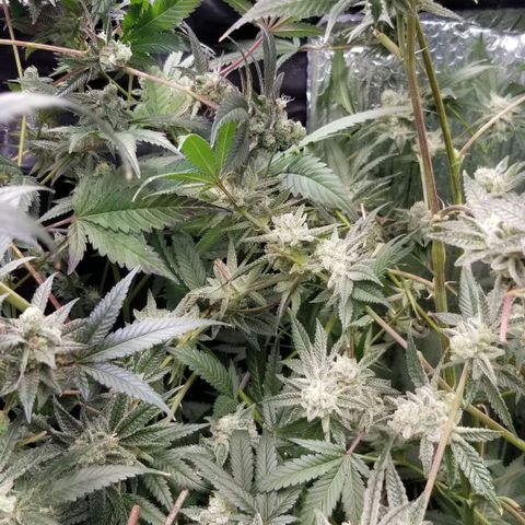BBC x MAC1 growlog timeline photo