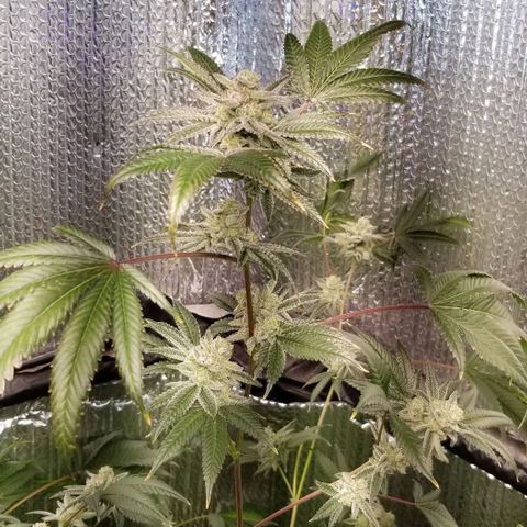 BBC x MAC1 growlog timeline photo