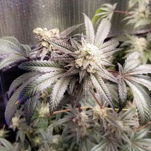 BBC x MAC1 growlog timeline photo