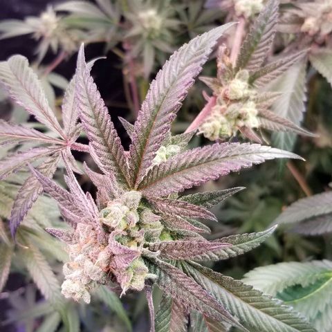 BBC x MAC1 growlog timeline photo