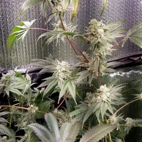 BBC x MAC1 growlog timeline photo