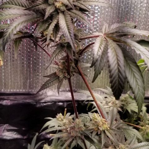 BBC x MAC1 growlog timeline photo
