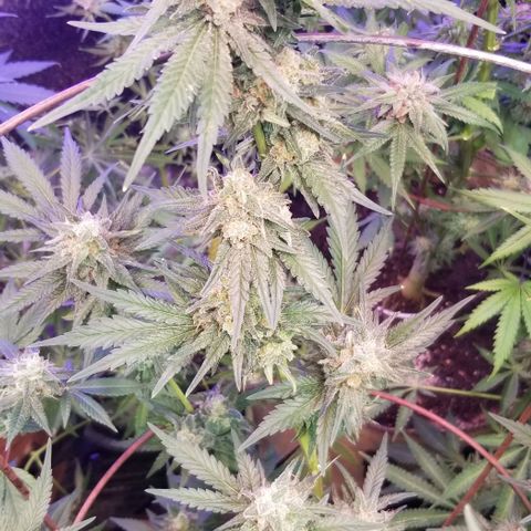 Pineapple Express  growlog timeline photo