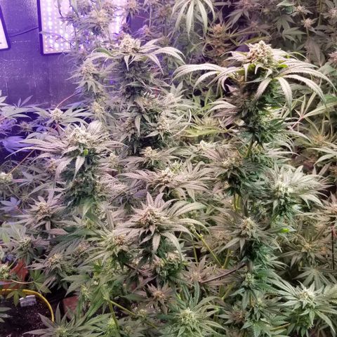 Pineapple Express  growlog timeline photo