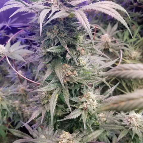 Pineapple Express  growlog timeline photo