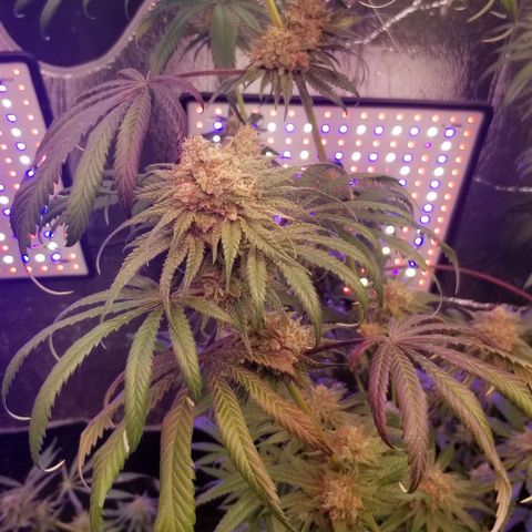 Pineapple Express  growlog timeline photo