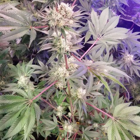 GMO x Purple Sweets growlog photo: Pnb