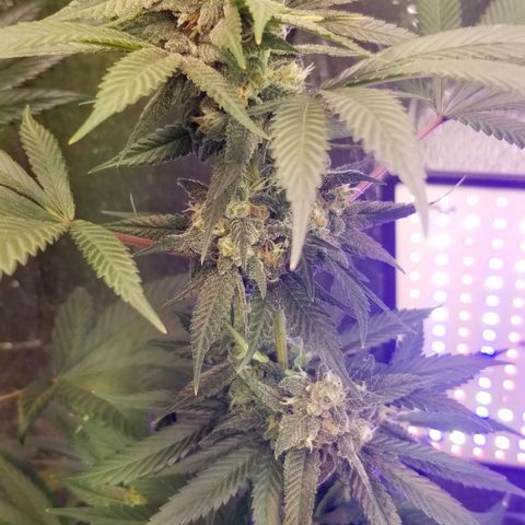 GMO x Purple Sweets growlog timeline photo