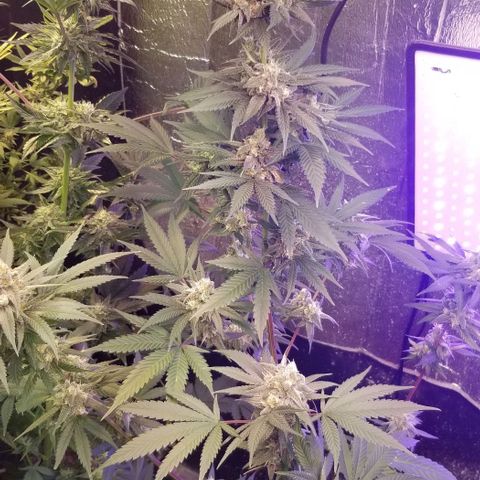 GMO x Purple Sweets growlog timeline photo