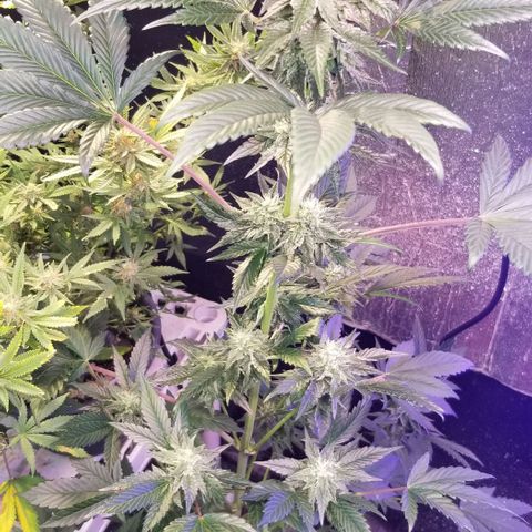 GMO x Purple Sweets growlog photo: VF