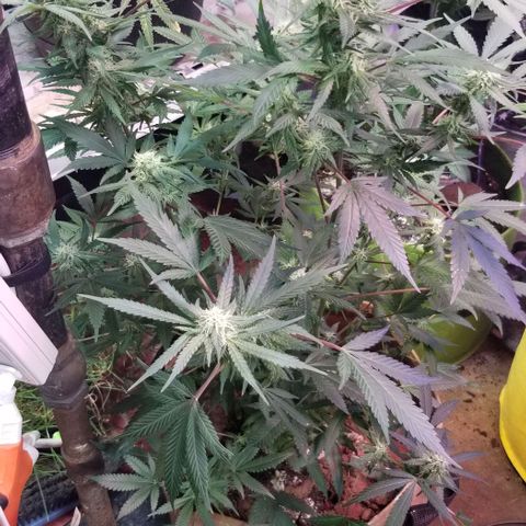 Jr Mints x MAC1 growlog timeline photo