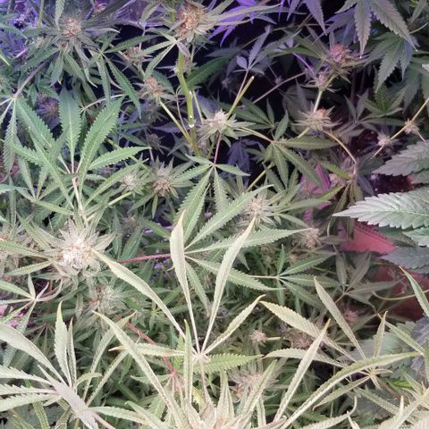 Jr Mints x MAC1 growlog timeline photo