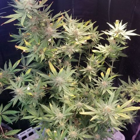 Jr Mints x MAC1 growlog timeline photo