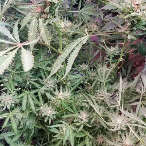 Jr Mints x MAC1 growlog timeline photo