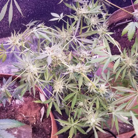 Jr Mints x MAC1 growlog timeline photo