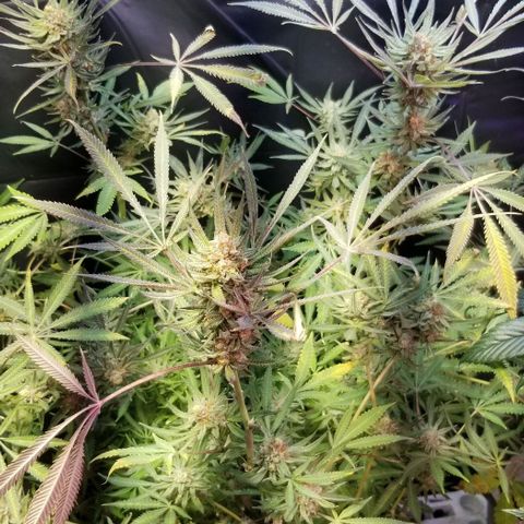 Jr Mints x MAC1 growlog timeline photo