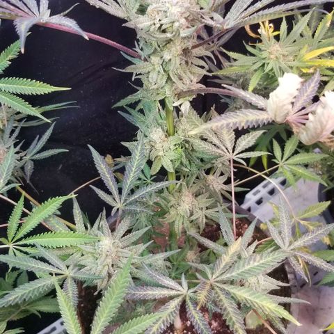 Jr Mints x MAC1 growlog photo: Jr Mint x Lemonchello 